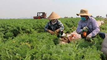 រក្សាស្ថិរភាពនៃការផ្គត់ផ្គង់កសិផល