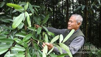 Tan Tien: វឌ្ឍនភាពពី cinnamon