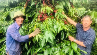 ការផ្សារភ្ជាប់ផលិតកម្មជួយកសិករ Kon Gang បង្កើនប្រាក់ចំណូល