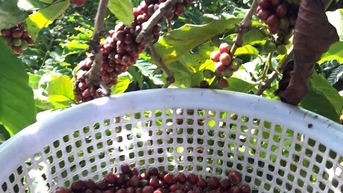 Bảo đảm an ninh, trật tự mùa vụ nông sản 2025 - 2026