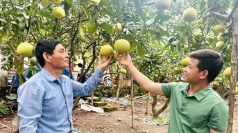 ក្រូចថ្លុង Que Duong ផ្អែម និងក្រអូប