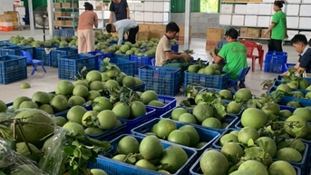 Khánh Hòa: Cây đặc sản vươn mình giữa đại ngàn