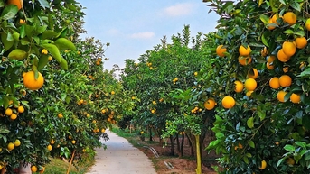 Hỗ trợ quảng bá, lan toả Lễ hội trái cây Bắc Ninh 2025