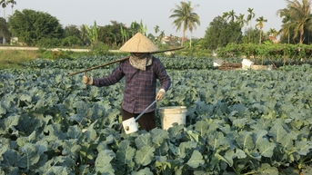 Sử dụng phân bón đúng cách giúp giảm chi phí, tăng hiệu quả