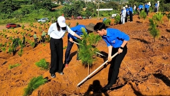 ឡាំដុងដាំដើមឈើបានជាង ៨០លានដើម លើសគោលដៅនាយករដ្ឋមន្ត្រី ១១៣%។