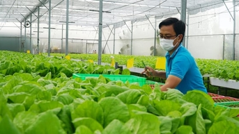 'Nông sản sạch TP.HCM': Xây dựng chuỗi nông sản xanh - sạch - bền vững