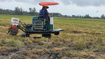 TP Cần Thơ xuống giống hơn 66.390ha lúa đông xuân