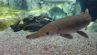 Cá sấu hỏa tiễn khổng lồ bị tóm gọn trên sông Mississippi