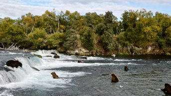 Alaska bị kiện vì cho phép săn gấu từ trực thăng