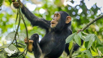 ស្វែងយល់ពីភាពវៃឆ្លាត និងអារម្មណ៍របស់ Chimpanzees