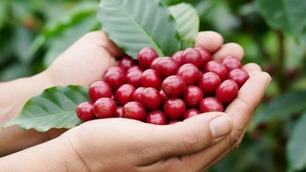 តម្លៃ​កសិផល​ថ្ងៃ​ទី​១២ ខែ​វិច្ឆិកា ឆ្នាំ​២០២៥៖ កាហ្វេ​ធ្លាក់​ថ្លៃ ម្រេច​នៅ​តែ​ឡើង​ថ្លៃ