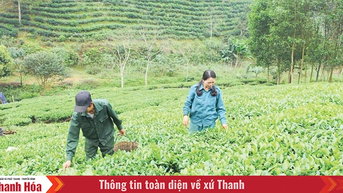 Phát triển sản phẩm OCOP từ những vùng chuyên canh