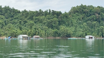 Đảm bảo diện tích trồng rừng thay thế