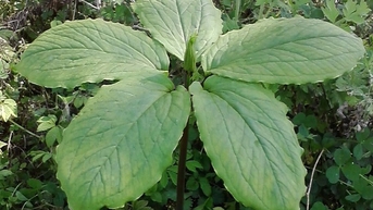 Hoàn thiện cơ chế, chính sách thúc đẩy chuyển đổi số để truy xuất nguồn gốc, minh bạch chuỗi dược liệu