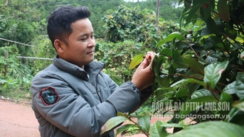 Biến trà hoa vàng thành vàng