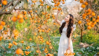 អ្នកទេសចរចូលចិត្តរើសផ្លែឈើ ថតរូប និងផឹកកាហ្វេនៅសួនច្បារពេលធ្វើដំណើរទៅ Son La