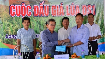 Hợp tác xã Đường Gỗ Lộ tiên phong trồng lúa hữu cơ theo tư duy mới