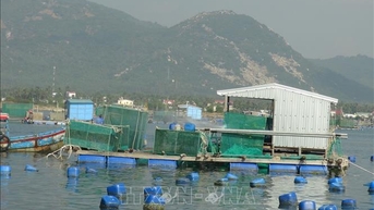 Nuôi biển công nghiệp vươn tầm kinh tế xanh - Bài 1: Tiên phong với mô hình nuôi biển