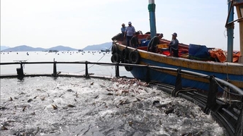 Nuôi biển công nghiệp vươn tầm kinh tế xanh - Bài 2: Nâng cao chuỗi giá trị