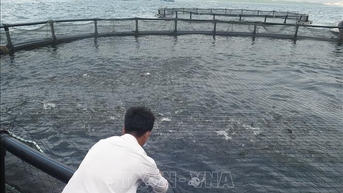 Nuôi biển công nghiệp vươn tầm kinh tế xanh - Bài cuối: Hoàn thiện thể chế, bứt phá công nghệ