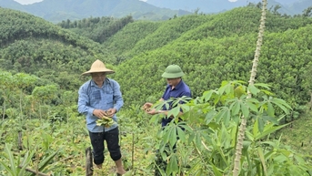 ឃុំ Quang Tan ធ្វើពិពិធកម្មរចនាសម្ព័ន្ធដំណាំ