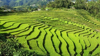 ឃុំសិលាឡូៈ ធ្វើស្រែចំការដើម្បីសម្របខ្លួនទៅនឹងការប្រែប្រួលអាកាសធាតុ