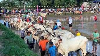 Bay Nui Ox Racing Festival - ពិធីបុណ្យប្រពៃណីដ៏ពិសេសរបស់ជនជាតិខ្មែរ