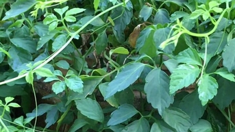 Giảo cổ lam: Tri thức bản địa Hoàng Liên Sơn và giá trị y học hiện đại