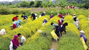 Hồi sinh tri thức thảo dược qua mô hình “làng dược liệu” vùng cao