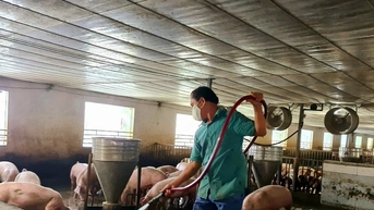 តម្លៃជ្រូកនៅ Hai Phong ធ្លាក់ចុះដល់កម្រិតទាបបំផុតចាប់តាំងពីដើមឆ្នាំមក