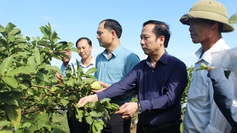 Hiệu quả kép từ sử dụng phân bón hữu cơ trên Cây ổi lê Đài Loan