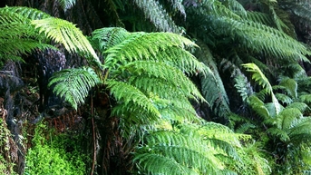 ប្រទេស​ចិន​រក​ឃើញ​សារធាតុ​រ៉ែ​កម្រ​ពី​ដើម​ព្រូន