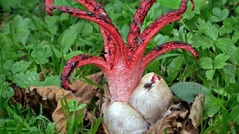 ស្វែងយល់ពីផ្សិតម្រាមដៃរបស់អារក្ស៖ ផ្សិតដ៏ចម្លែកមកពីប្រទេសអូស្ត្រាលី