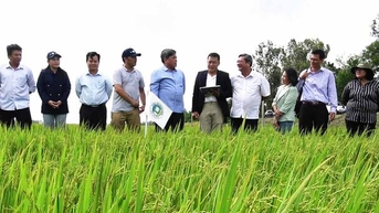 Ứng dụng công nghệ tưới ướt - khô xen kẽ vào sản xuất