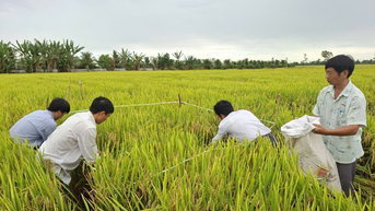 សង្ខេប​គំរូ​ផលិតកម្ម​ស្រូវ​នៅ​ខេត្ត​វិញហាញ