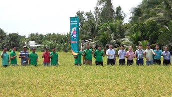 Thúc đẩy hợp tác trong tiêu thụ lúa gạo