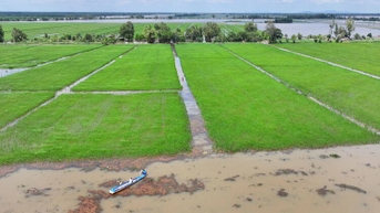 ដំណាំស្រូវបណ្តែតលើវាលស្រែ