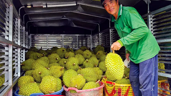 Sầu riêng tăng giá