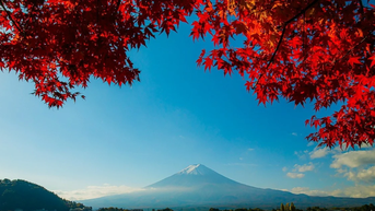 ប្រទេសជប៉ុន៖ ពណ៌រដូវស្លឹកឈើជ្រុះដ៏ត្រចះត្រចង់នៃភ្នំ Fuji ក្នុងអាកាសធាតុដើមរដូវរងាដ៏ត្រជាក់