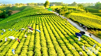 Liên kết sản xuất - nâng cao thu nhập