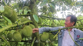 រកប្រាក់បានរាប់ពាន់លានពីការដាំធុរេនក្រៅរដូវលើដីស្រែគ្មានប្រសិទ្ធភាព