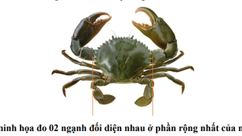Phát động cuộc thi “Xác lập kỷ lục” về Cua Cà Mau trong khuôn khổ Ngày hội Cua Cà Mau - Lần thứ II năm 2025