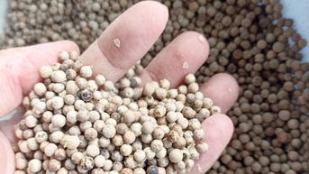 Giá tiêu hôm nay 13/11/2025: Rơi về mốc 146.000 đ/kg