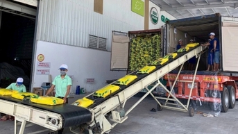 Ứng phó áp lực thị trường lúa gạo cuối năm