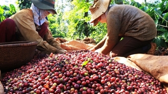 Giá cà phê Arabica giảm về dưới mốc 8.900 USD/tấn