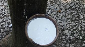 តម្លៃកៅស៊ូថ្ងៃនេះ ថ្ងៃទី 13 ខែវិច្ឆិកា ឆ្នាំ 2025៖ ទីផ្សារកើនឡើងយ៉ាងល្អនៅទូទាំងក្រុមប្រឹក្សាភិបាល