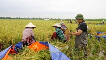 Giá lúa gạo hôm nay 13/11/2025: Vẫn không có thay đổi mới