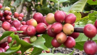 Giá cà phê hôm nay 13/11/2025: Thị trường giảm sâu