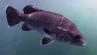 រូបរាងមិនធម្មតានៃ Wreckfish និងប្រភេទសត្វចម្លែកផ្សេងទៀតនៅក្នុង Cornwall