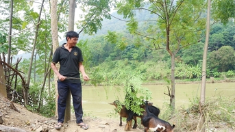 គោលនយោបាយអភិវឌ្ឍន៍សេដ្ឋកិច្ចសង្គមនៅតំបន់ភ្នំ គាំទ្រការចិញ្ចឹមសត្វនៅតំបន់ខ្ពង់រាប Nghe An